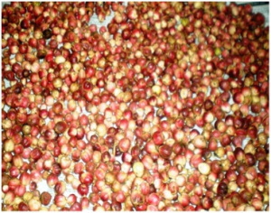 Manfaat Tanaman Kapulaga